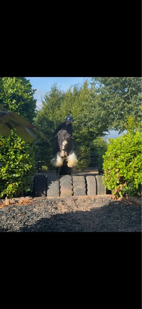 15hh 5 year old cob gelding - Image 4