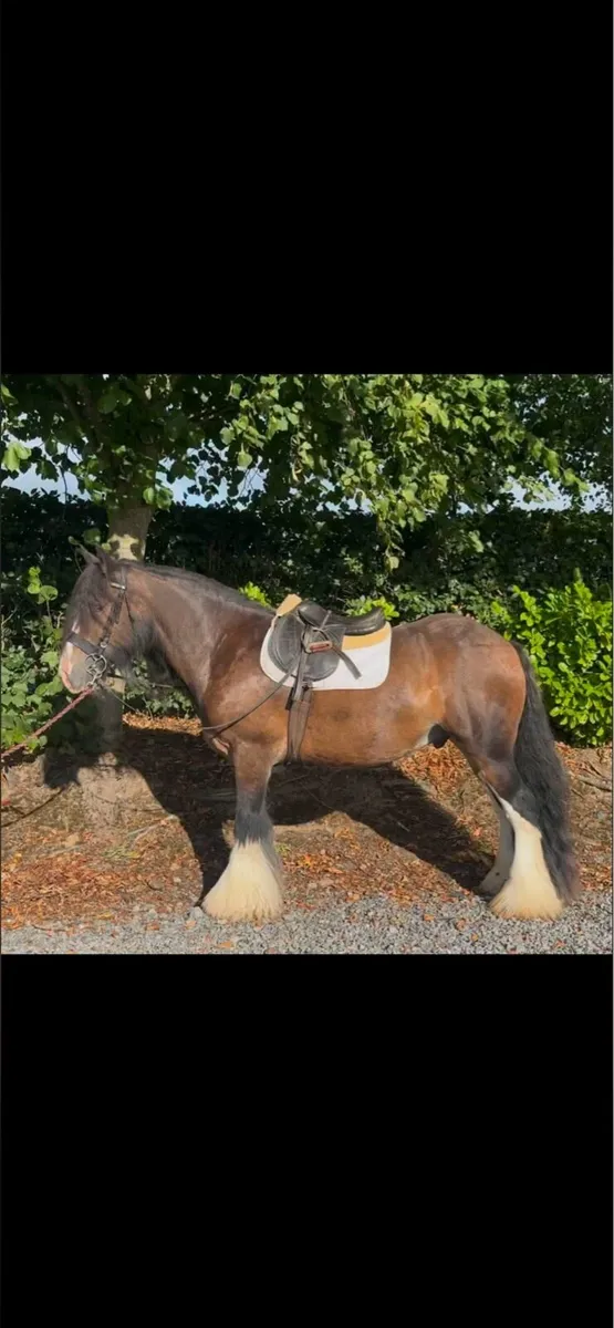 15hh 5 year old cob gelding - Image 1