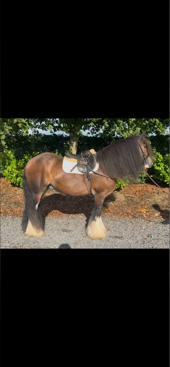 15hh 5 year old cob gelding - Image 2