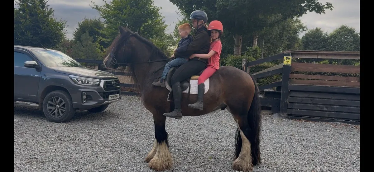 15hh 5 year old cob gelding - Image 3