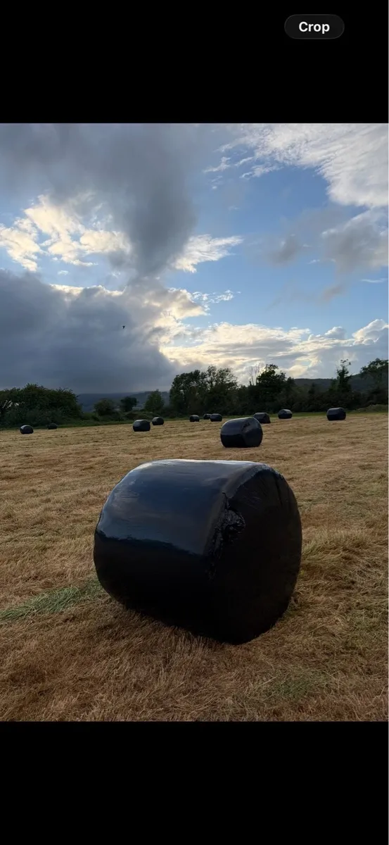 Baled silage apprx 250
