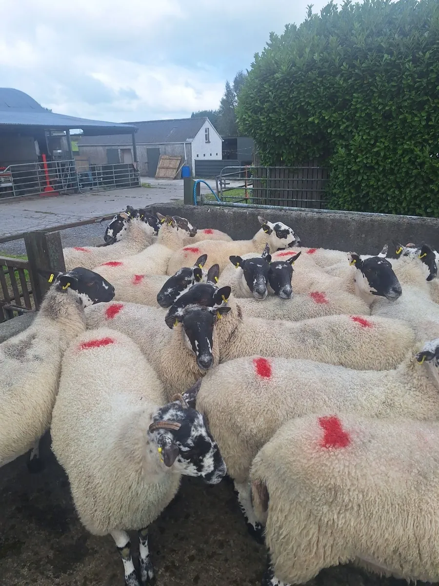Sheep - Image 3