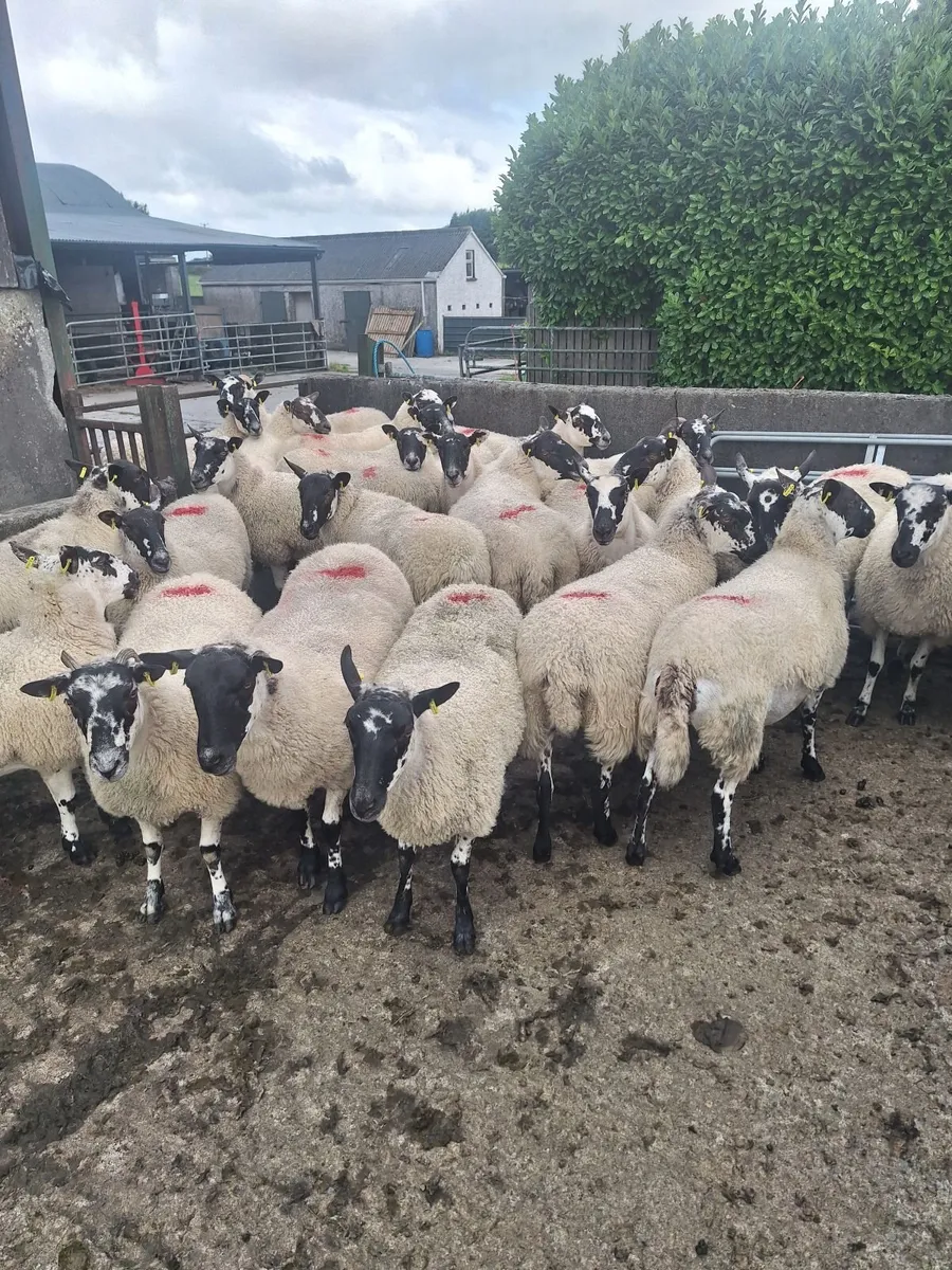 Sheep - Image 1