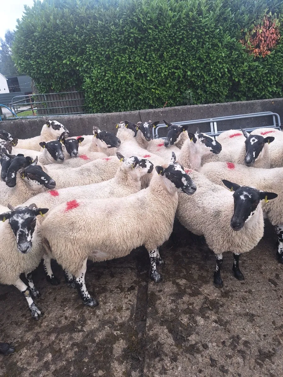 Sheep - Image 2