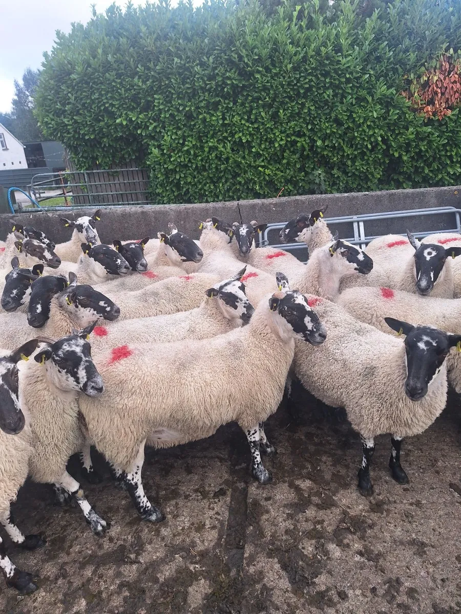 Sheep - Image 4