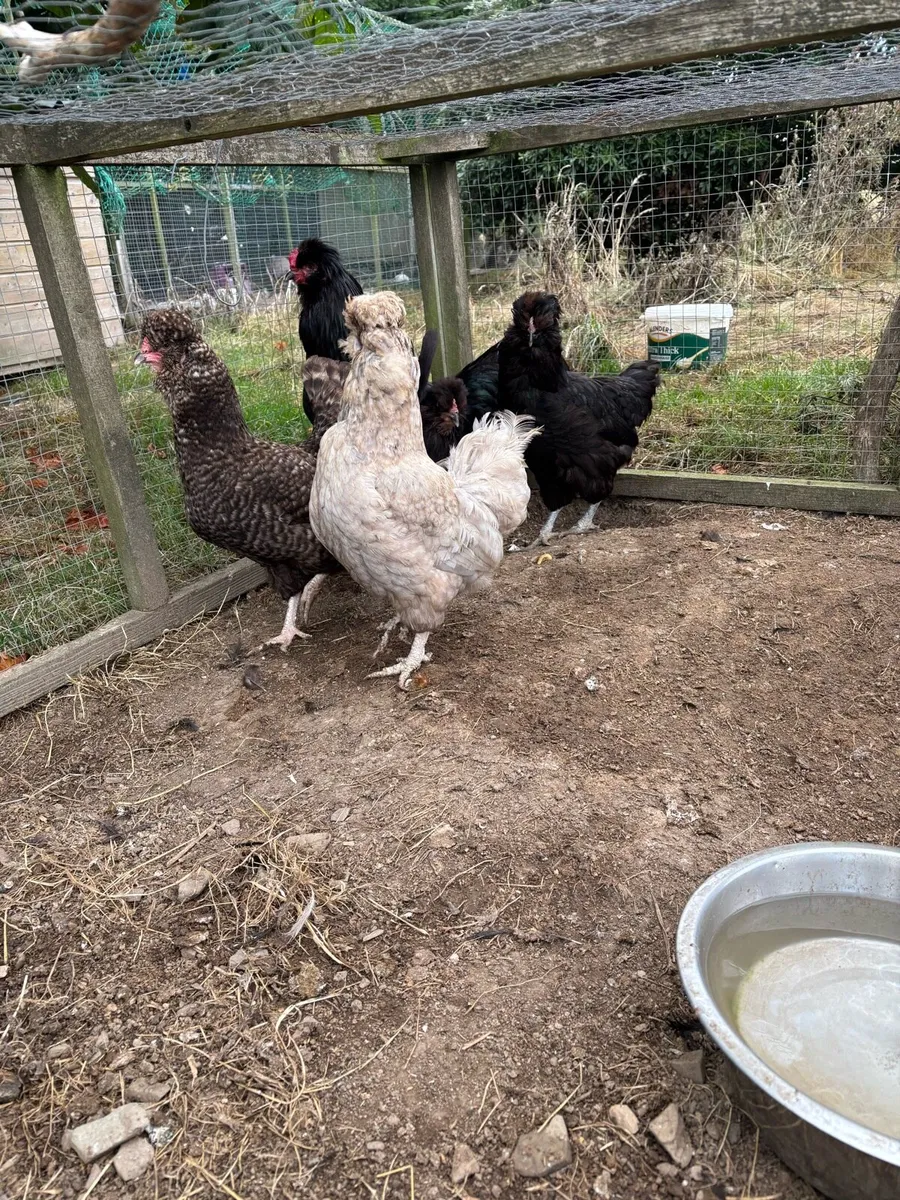 Araucana - Image 1