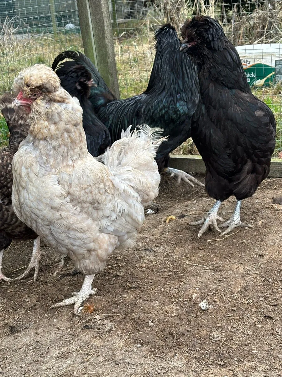 Araucana - Image 2