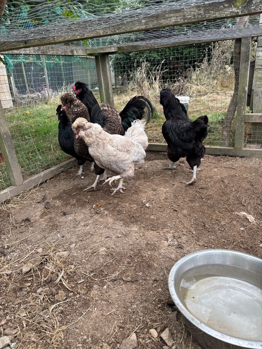 Araucana - Image 3