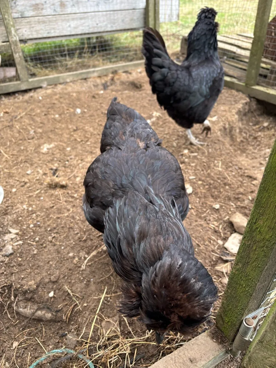 Araucana - Image 4