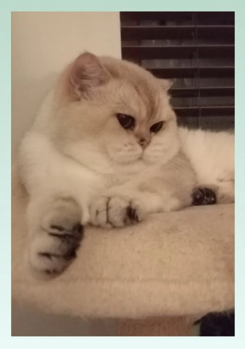 Pedigree GCCF British Shorthair Active male - Image 1