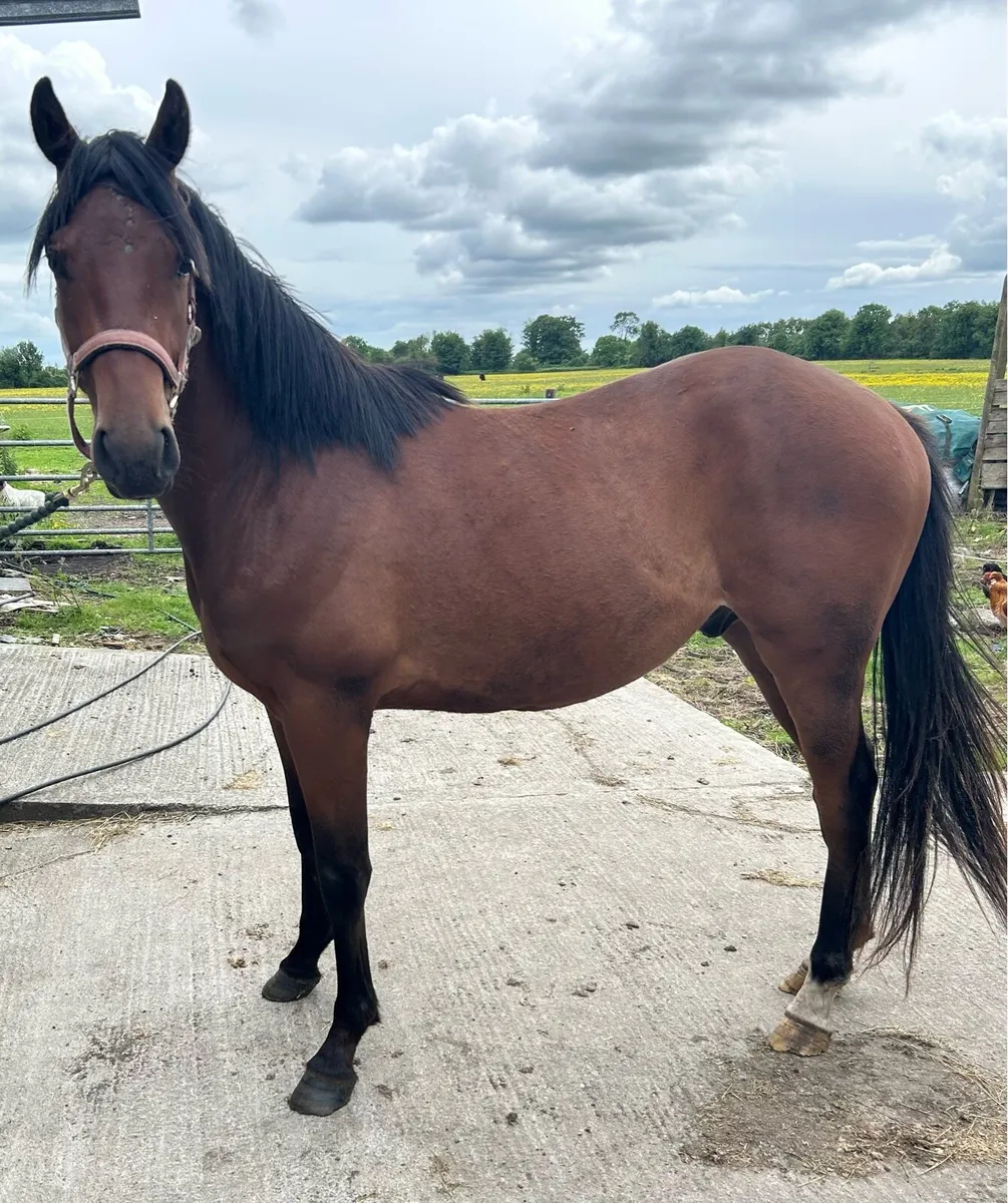 2 year old gelding - Image 1