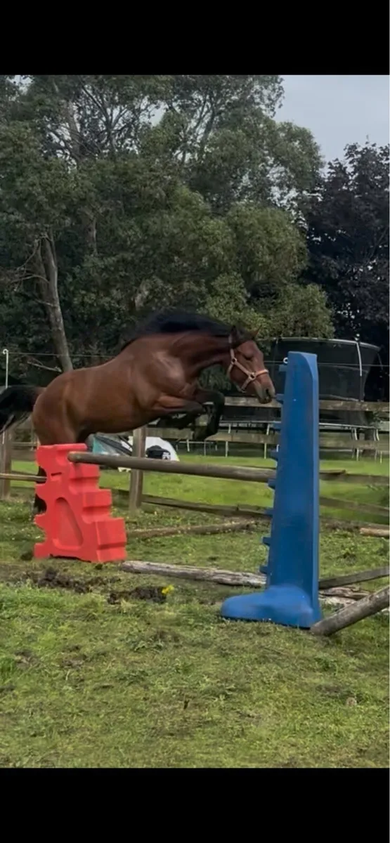 2 year old gelding - Image 2