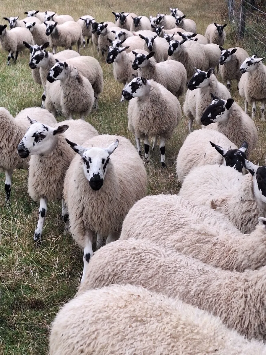 Organic Mule Ewe Lambs Sat 5th Sept Tullow Mart - Image 2