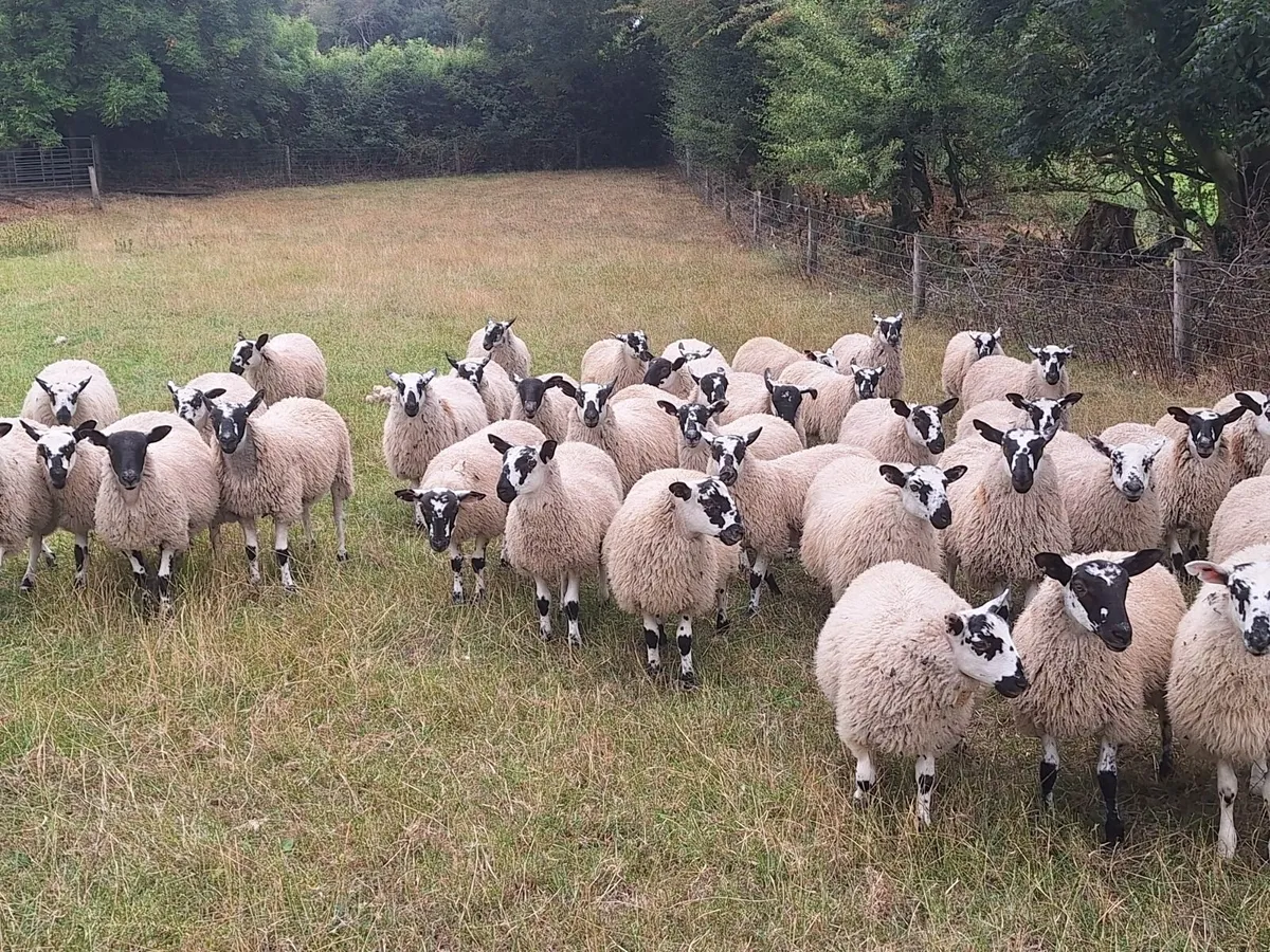 Organic Mule Ewe Lambs Sat 5th Sept Tullow Mart - Image 1