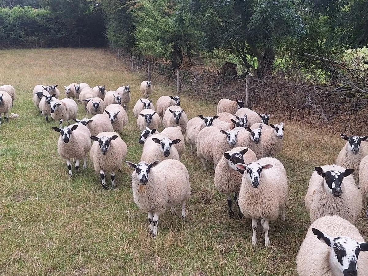 Organic Mule Ewe Lambs Sat 5th Sept Tullow Mart - Image 3