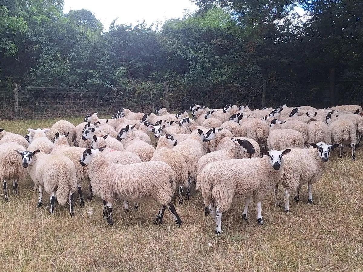 Organic Mule Ewe Lambs Sat 5th Sept Tullow Mart - Image 4