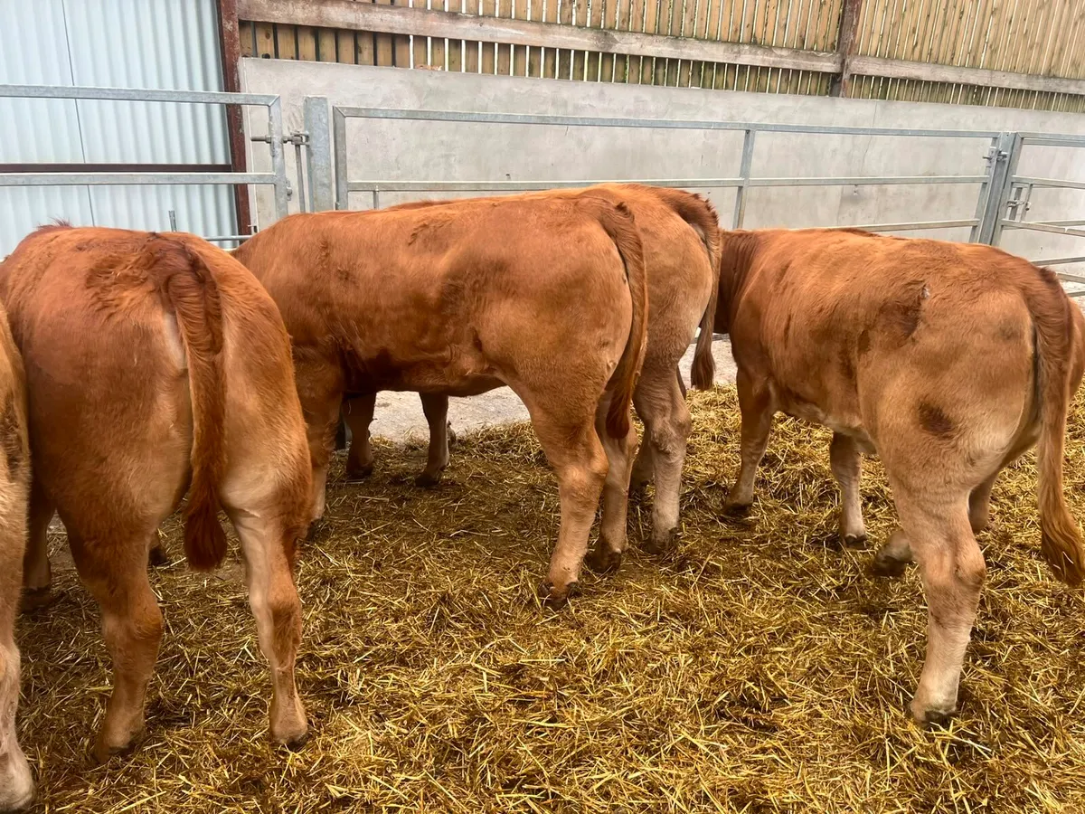 Charolais & Limousin Heifers - Image 2