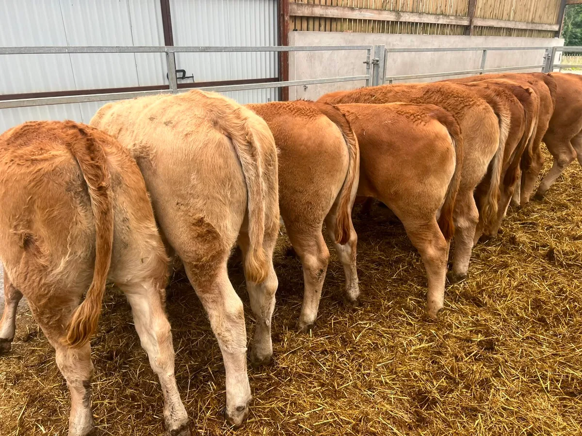 Charolais & Limousin Heifers - Image 3