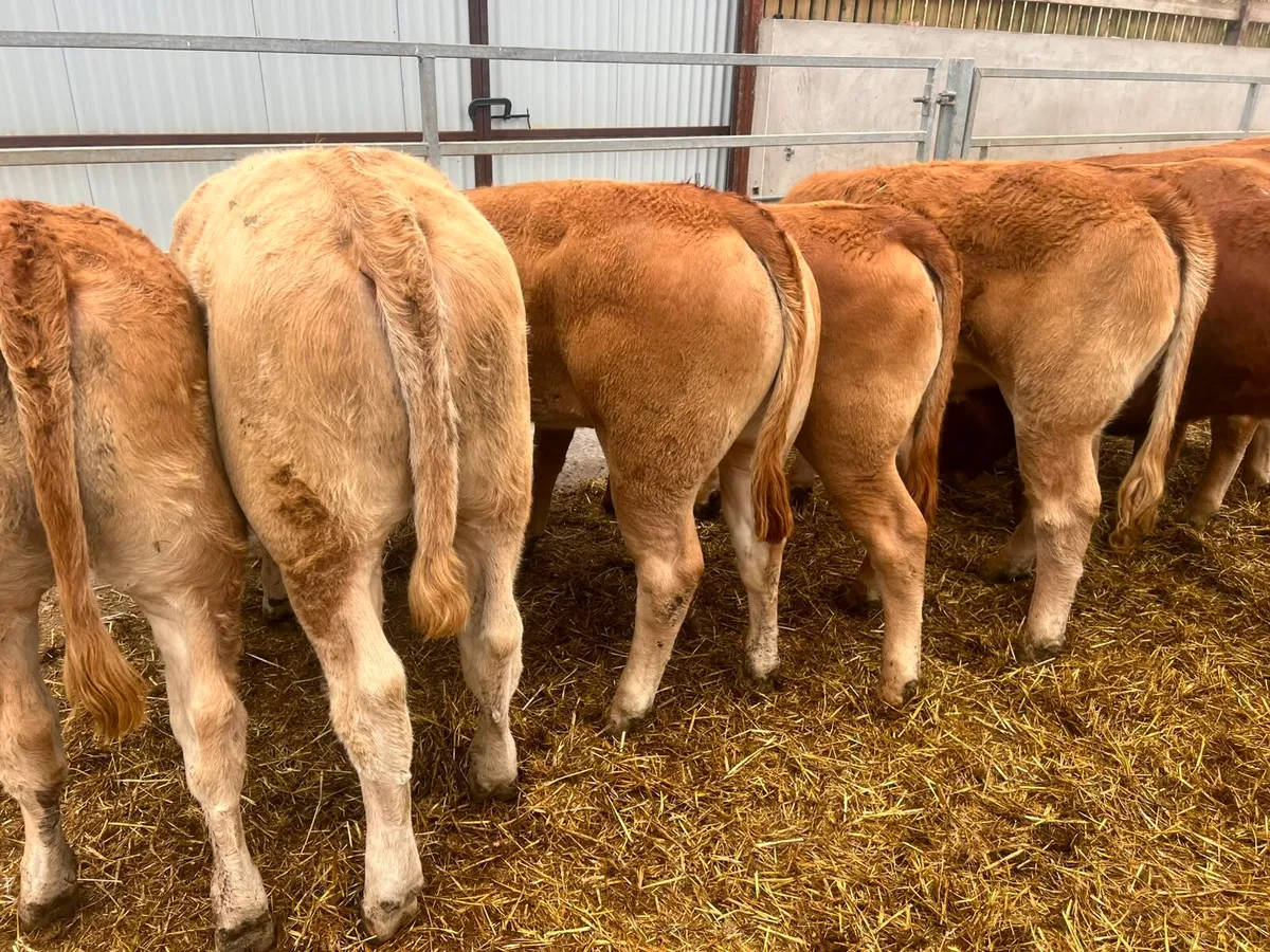 Charolais & Limousin Heifers - Image 4