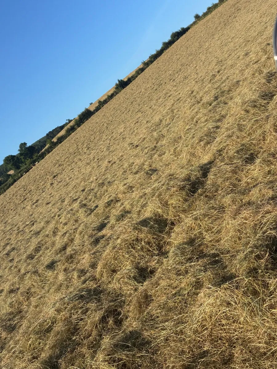 Round and small square bales of hay - Image 2