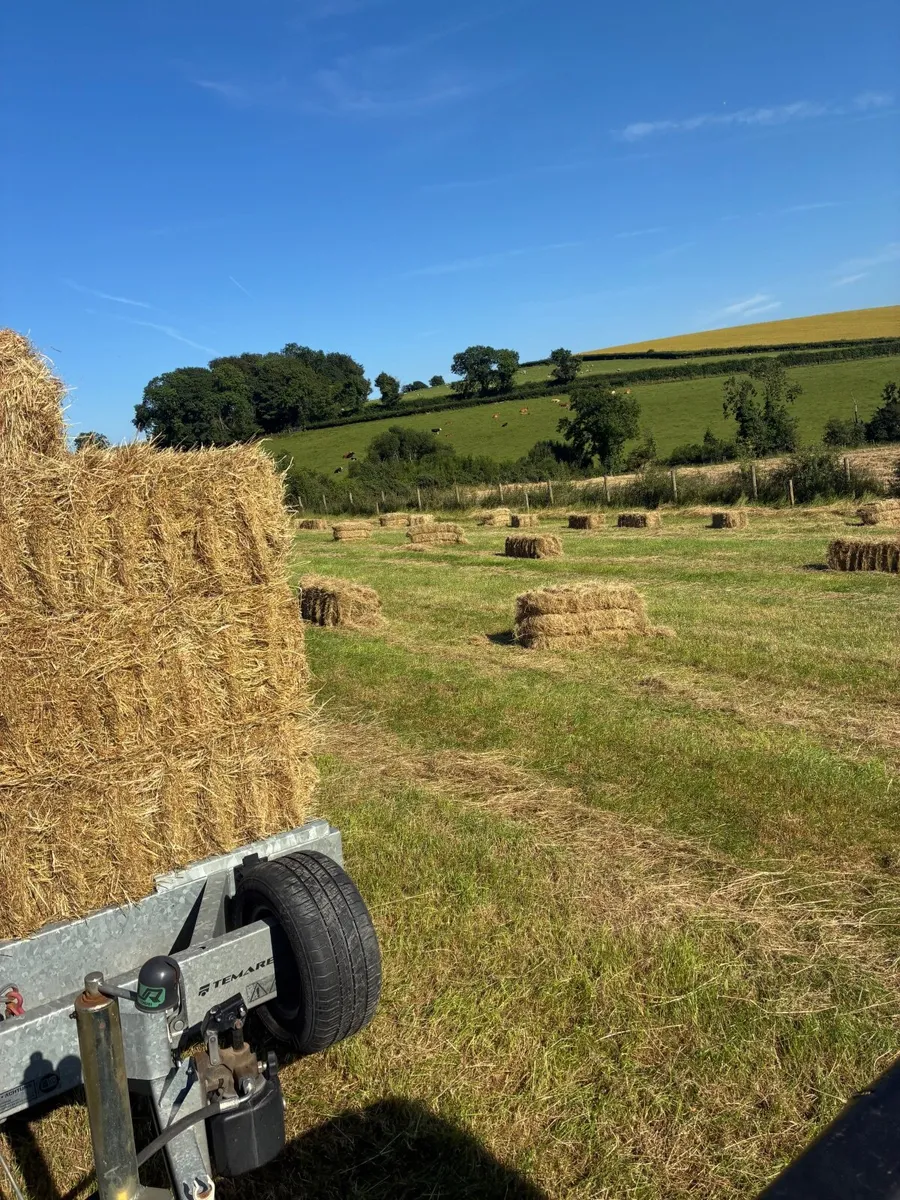 Round and small square bales of hay - Image 3