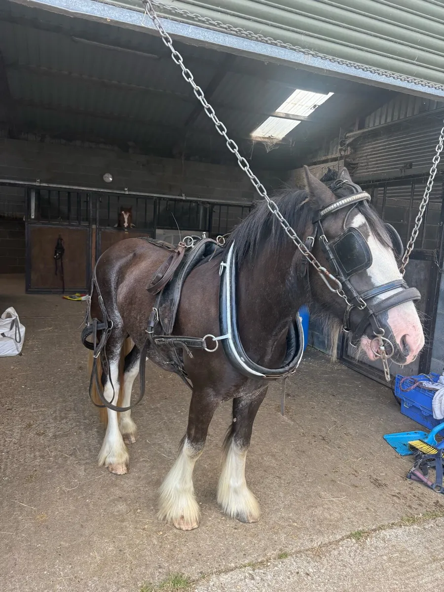 Full harness with 23” collar - Image 1