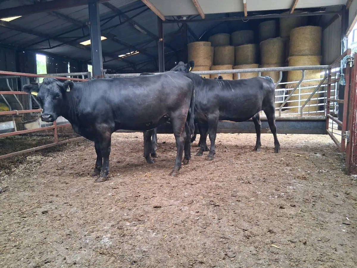 ⚫️6 ANGUS HEIFERS (370KGS)⚫️ - Image 2