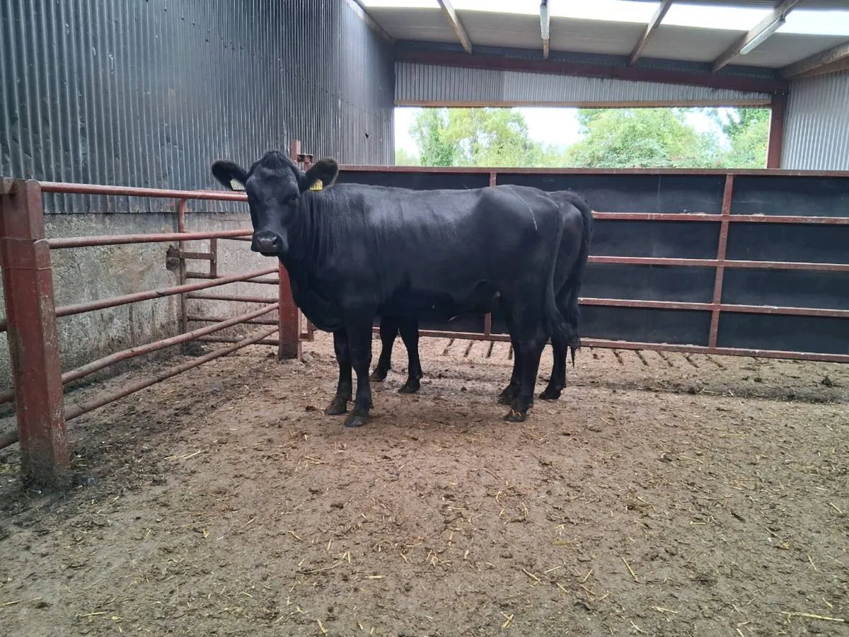 ⚫️6 ANGUS HEIFERS (370KGS)⚫️ - Image 3