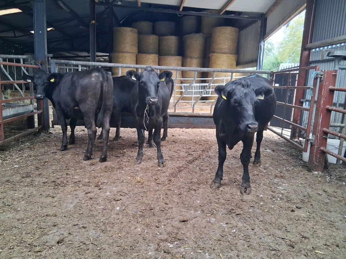 ⚫️6 ANGUS HEIFERS (370KGS)⚫️ - Image 4