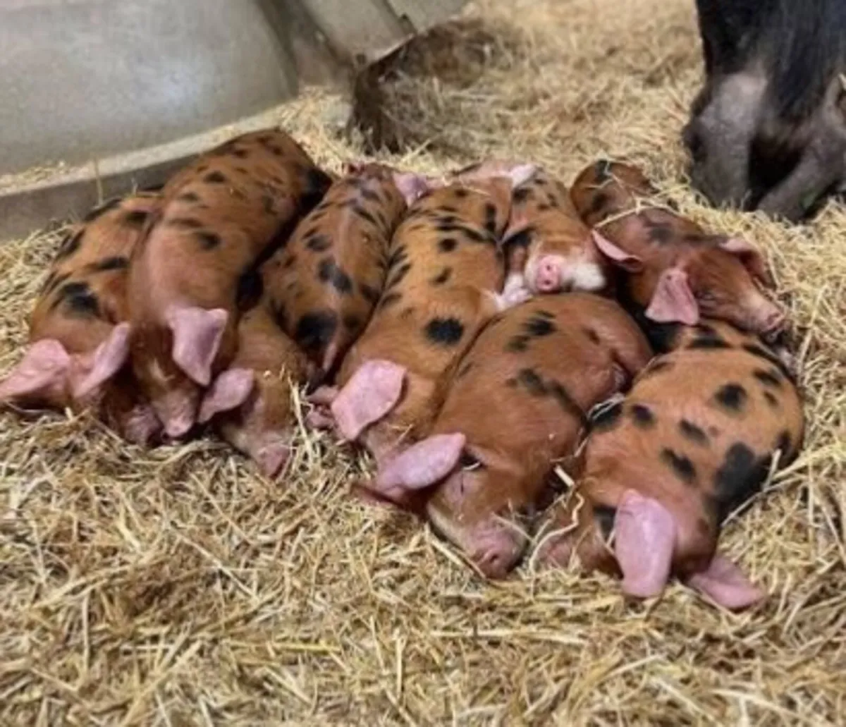Oxford Sandy and Black Weaners pigs - Image 1