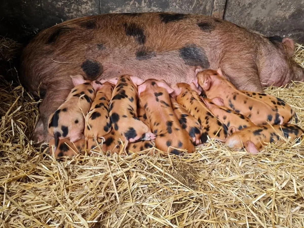 Oxford Sandy and Black Weaners pigs - Image 2