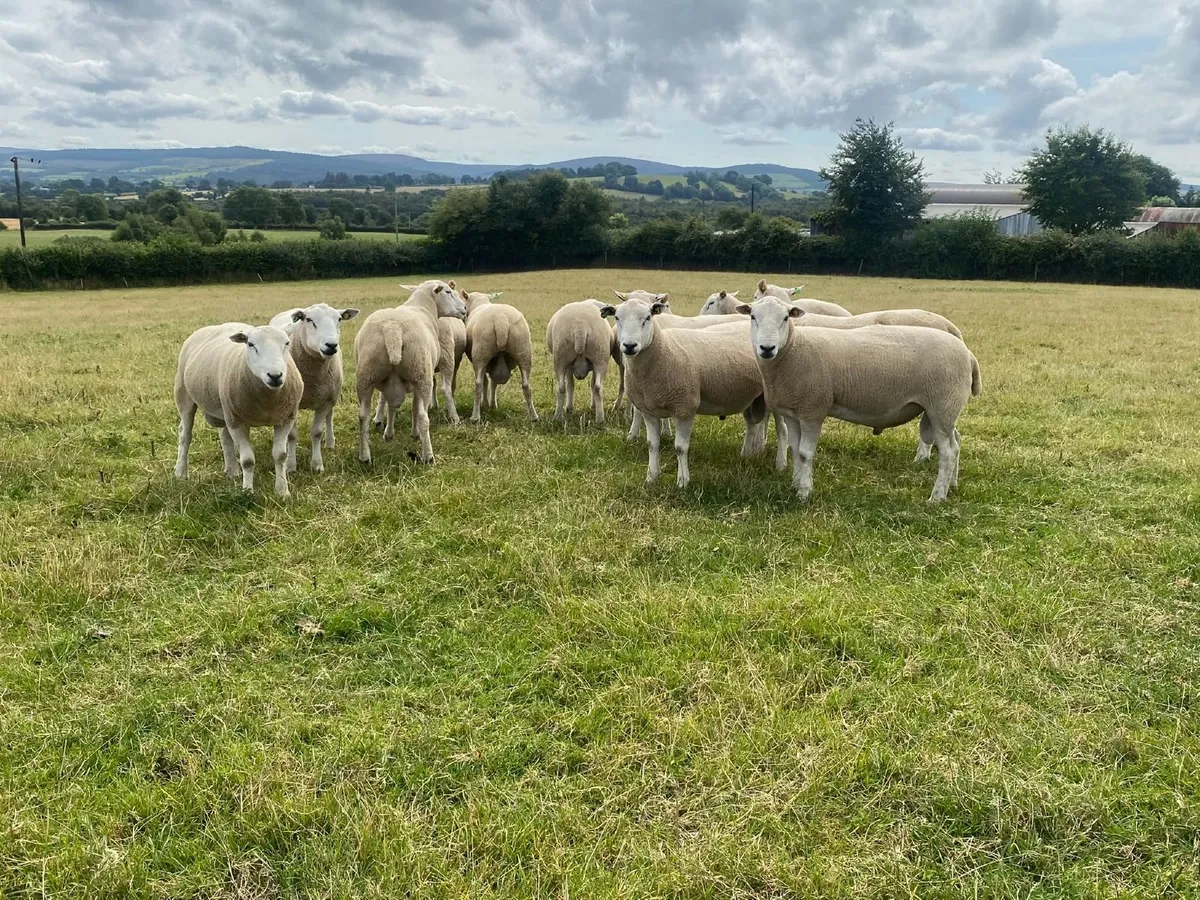 Pedigree Lleyn Hogget Rams - Image 4