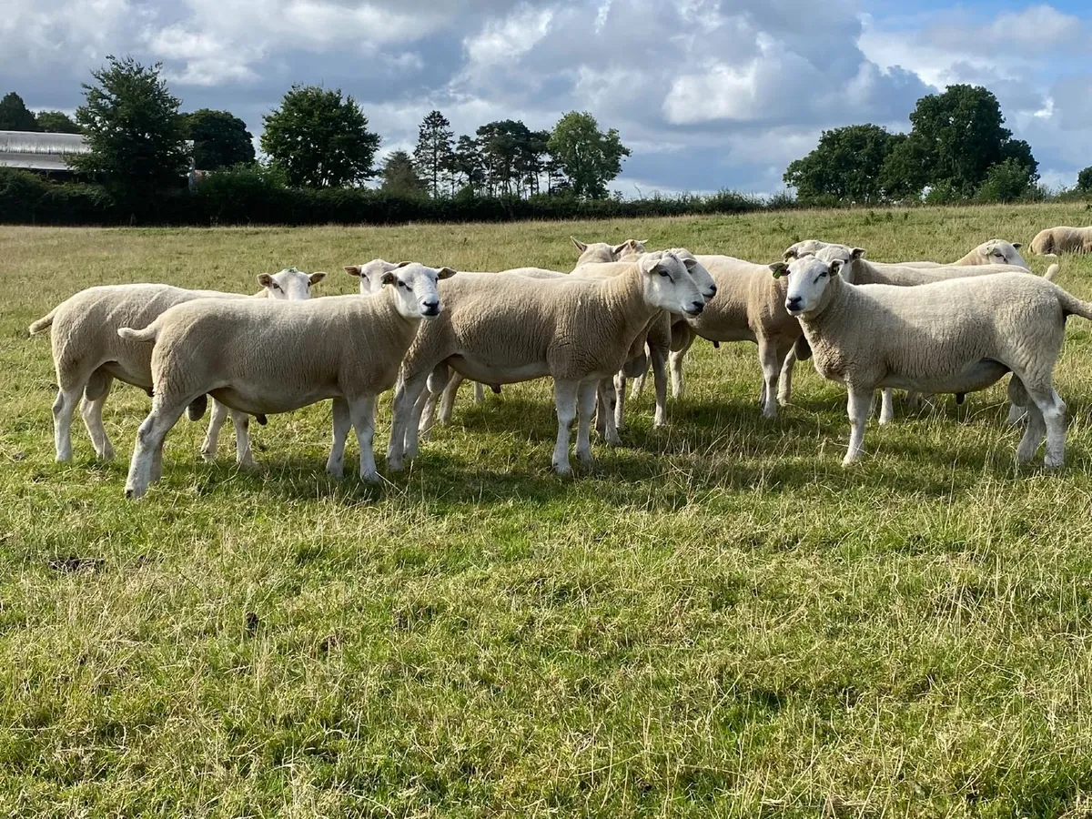 Pedigree Lleyn Hogget Rams - Image 3