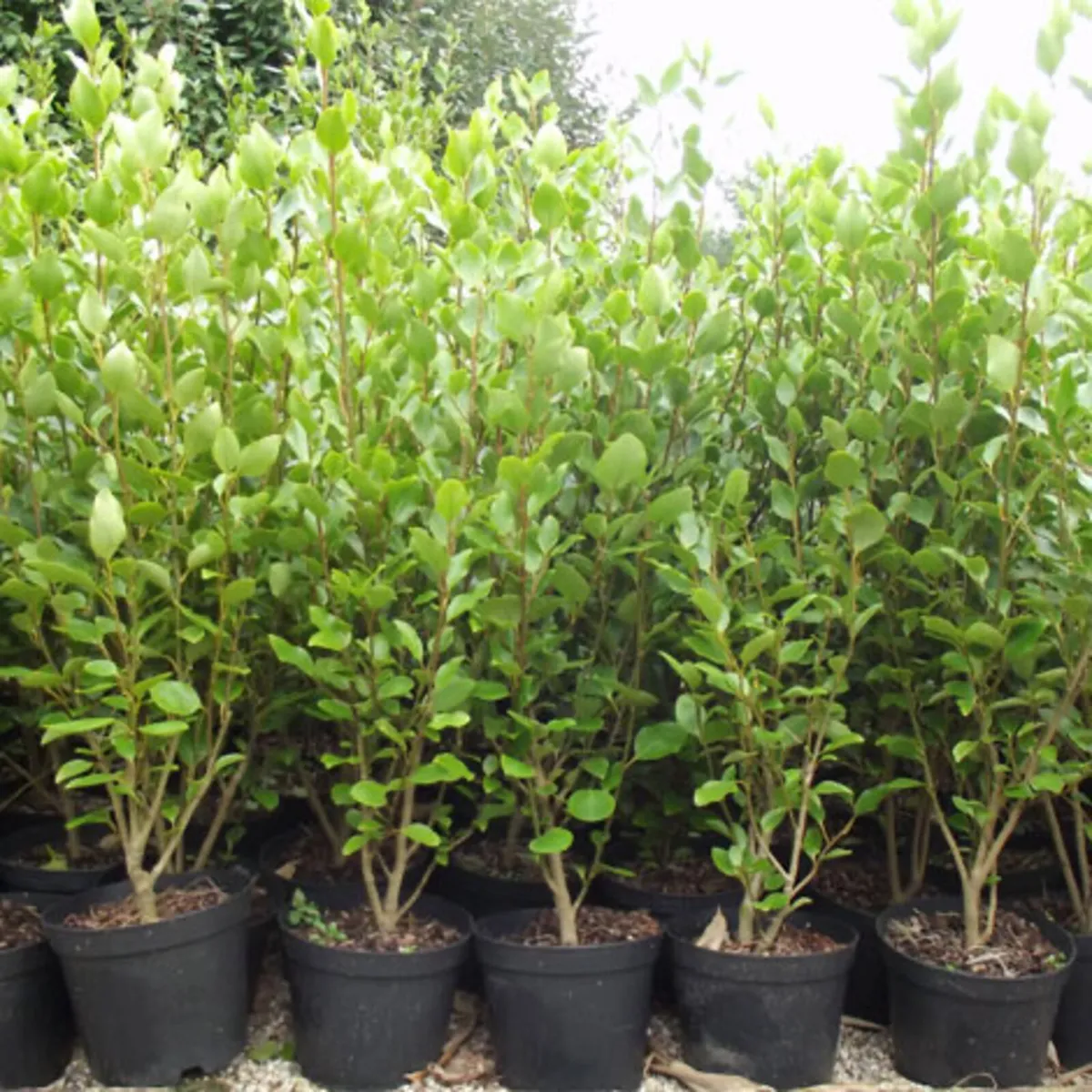 Griselinias
