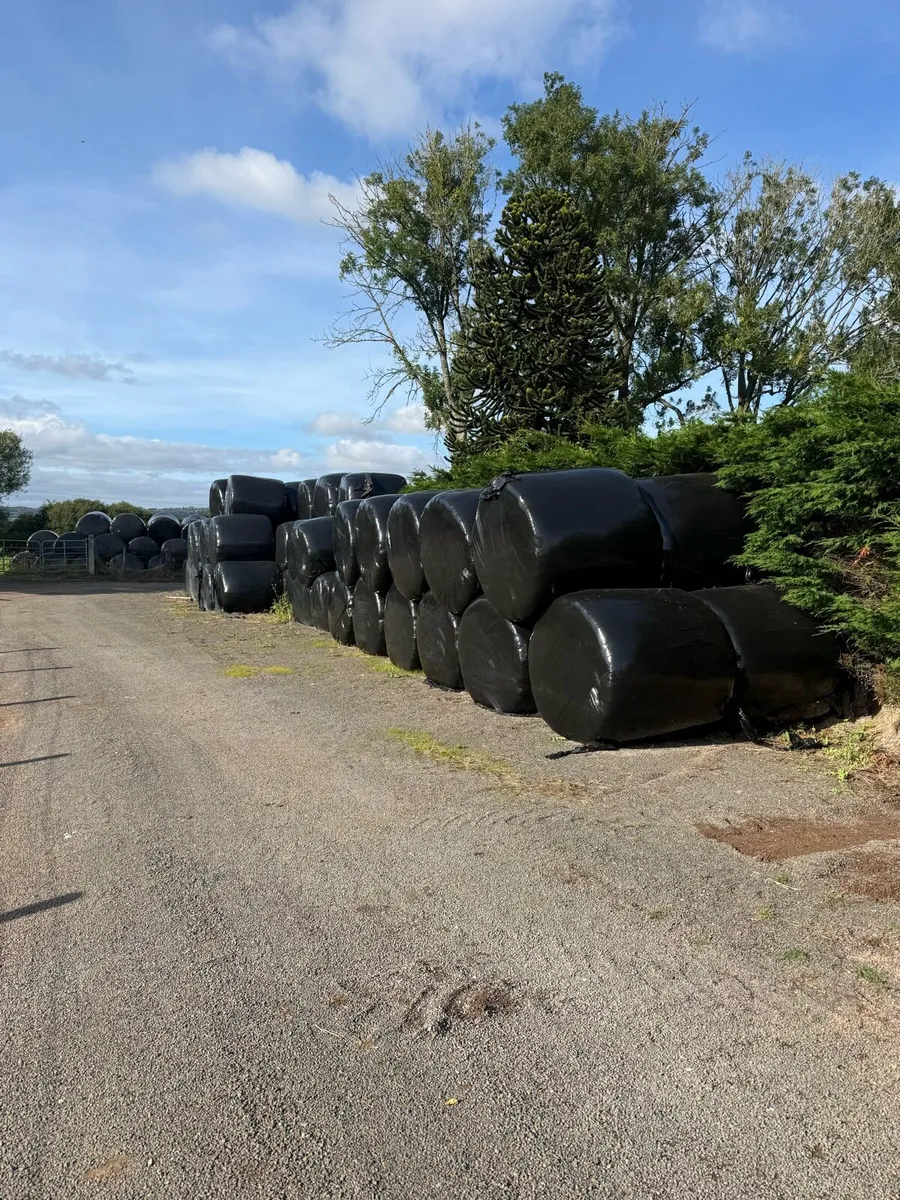 Silage bales for sale - Image 2