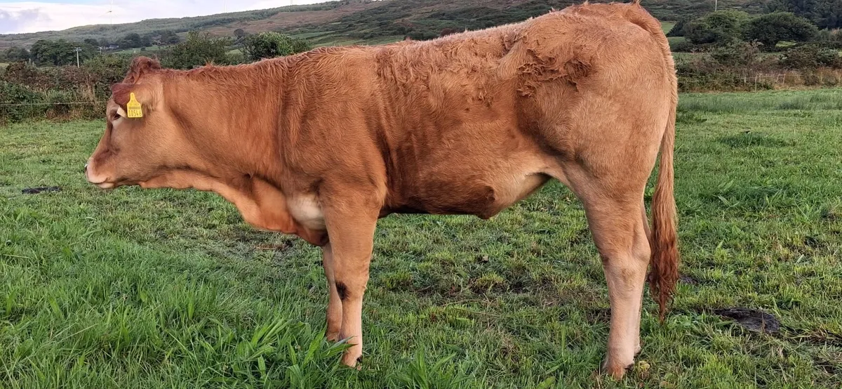 PEDIGREE REGISTERED LIMOUSIN HEIFERS - Image 2