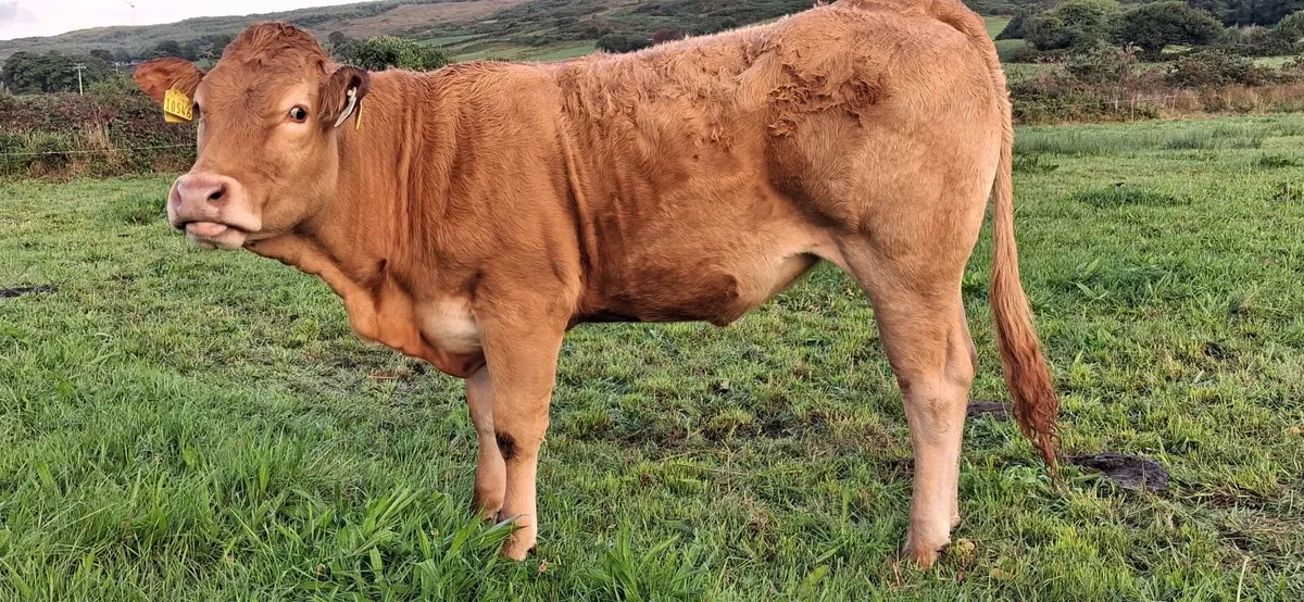 PEDIGREE REGISTERED LIMOUSIN HEIFERS - Image 3