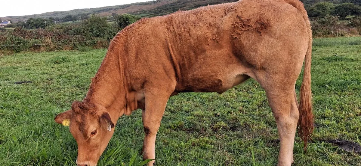 PEDIGREE REGISTERED LIMOUSIN HEIFERS - Image 1