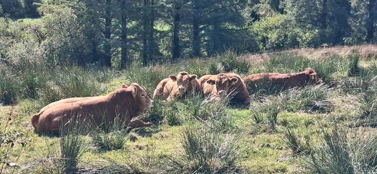 TOP QUALITY PEDIGREE REGISTERED LIMOUSIN BULLS - Image 2