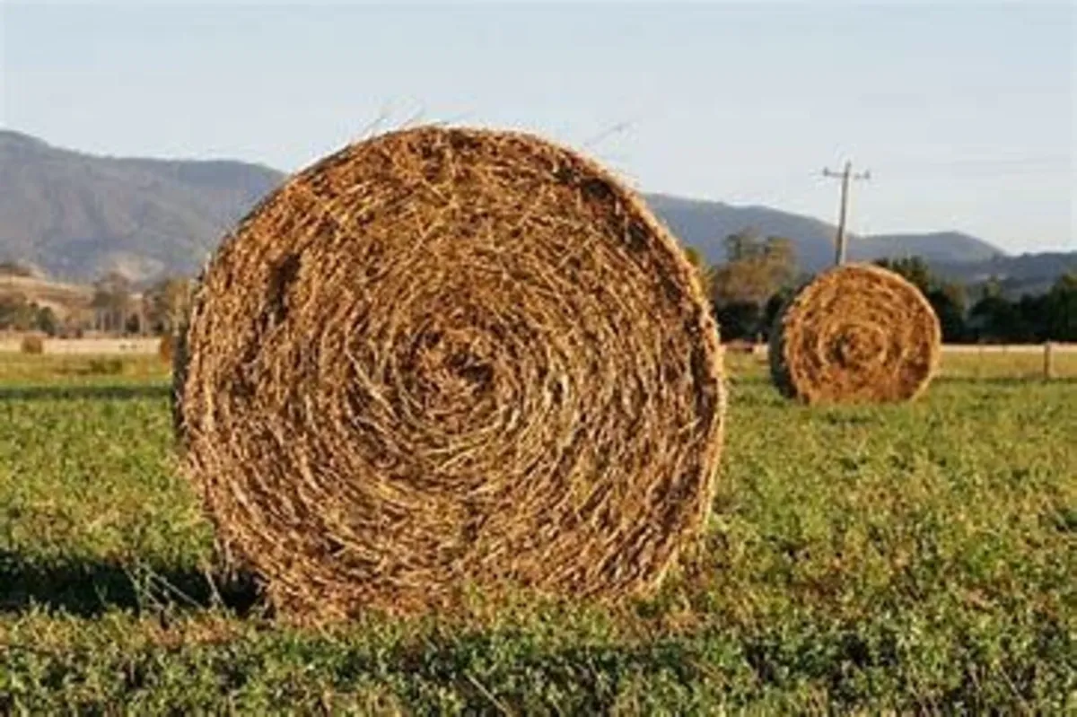 Hay for Sale