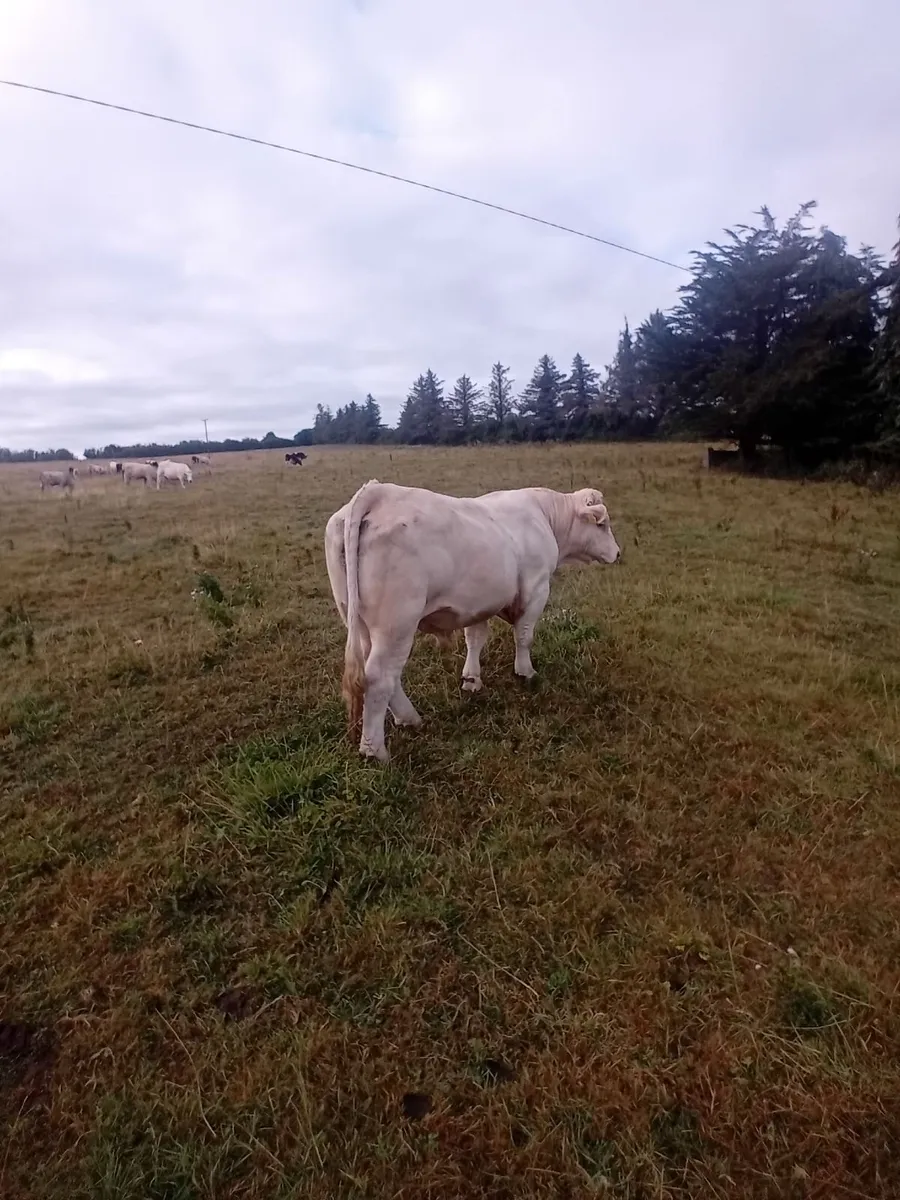 Charolais bull - Image 4