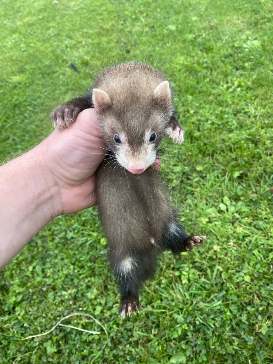 Ferrets (only 2 bucks left) - Image 2