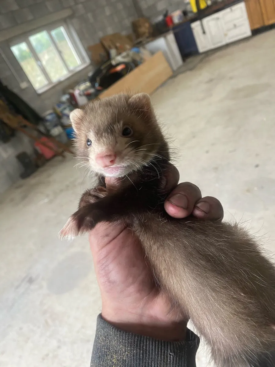 Ferrets (only 2 bucks left) - Image 3