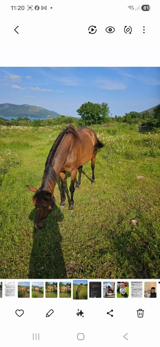 Winning shirocco filly - Image 1