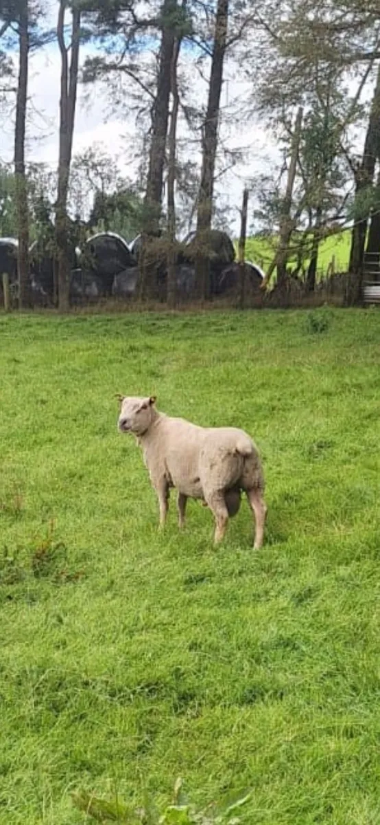 Pure Bred Charollais Ram