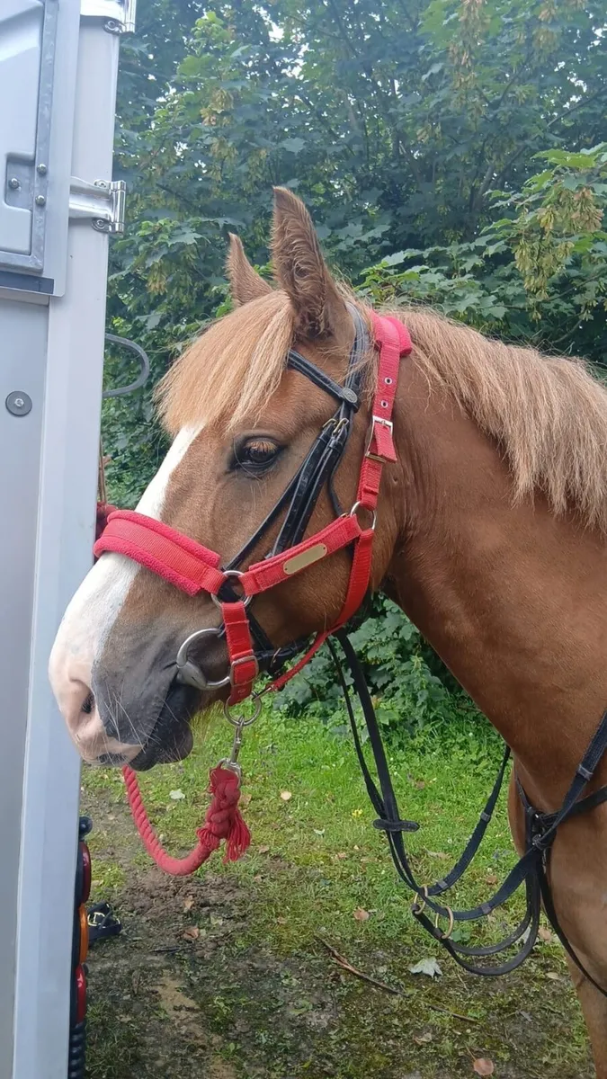 Arthur - 15.3h Jumper/Dressage - Image 4