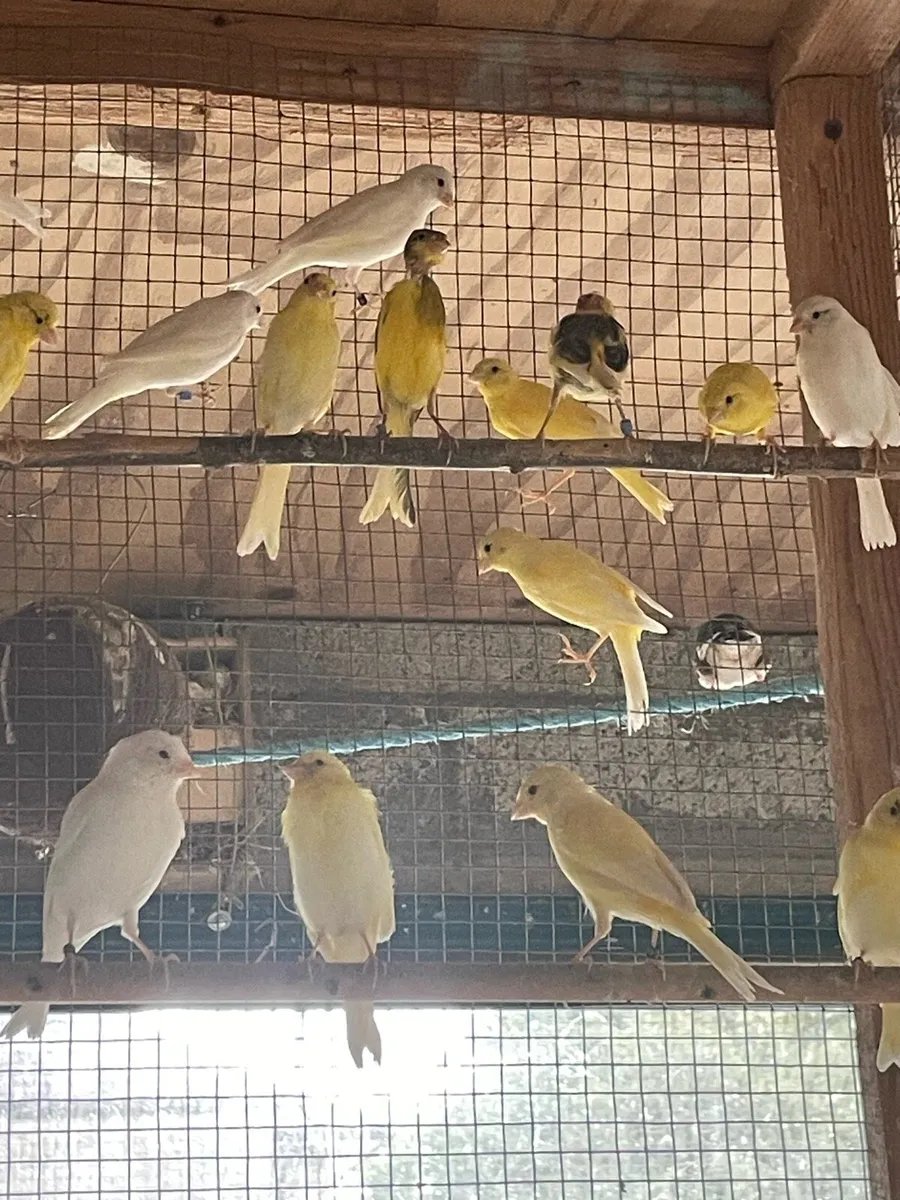 Irish Fancy Canaries - Image 1