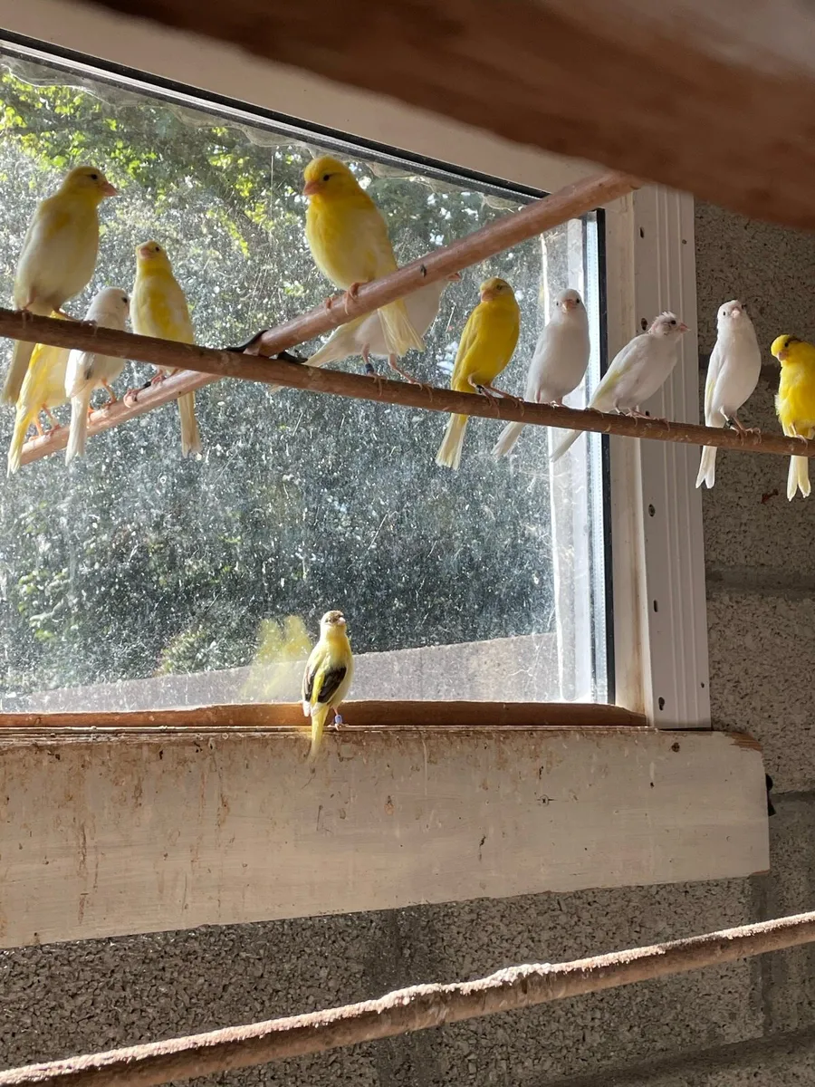 Irish Fancy Canaries - Image 2