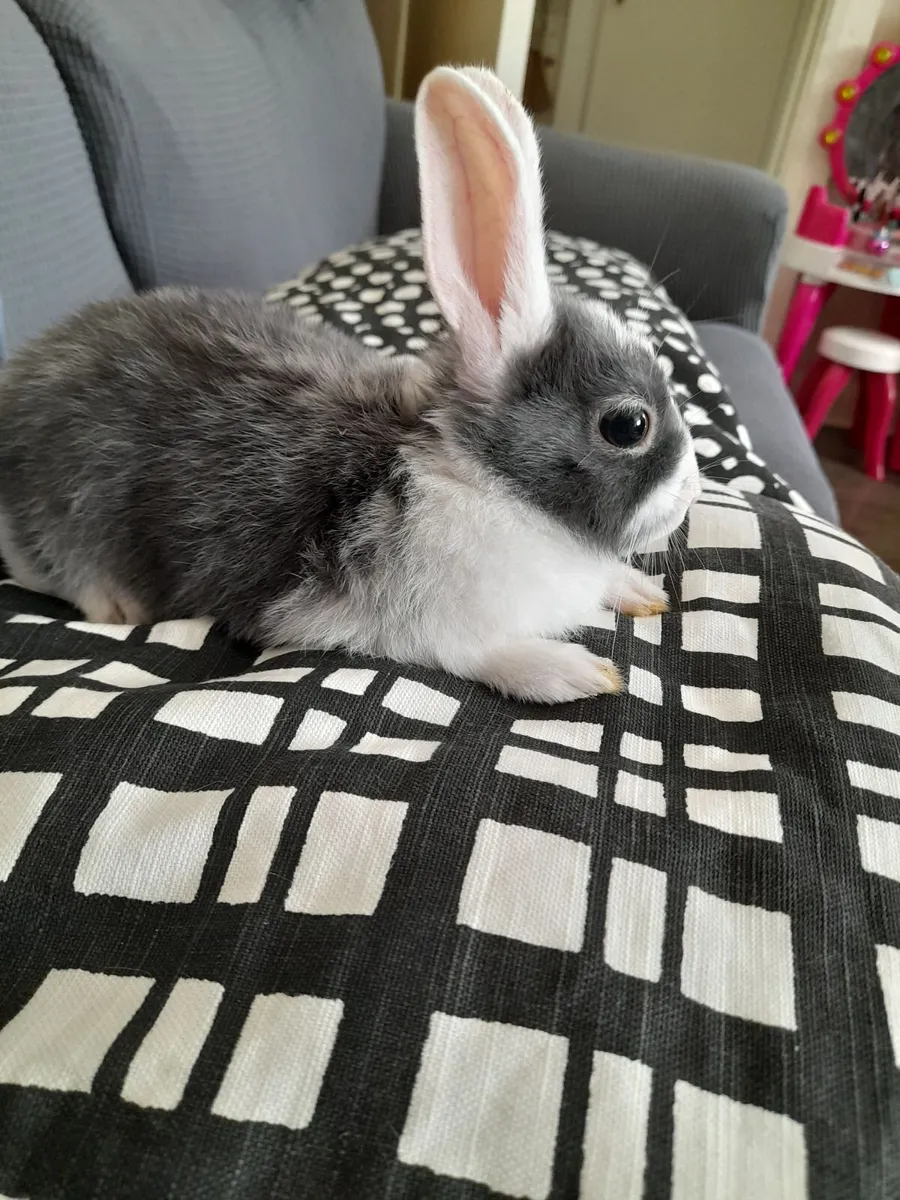 Dwarf rabbit - Image 1