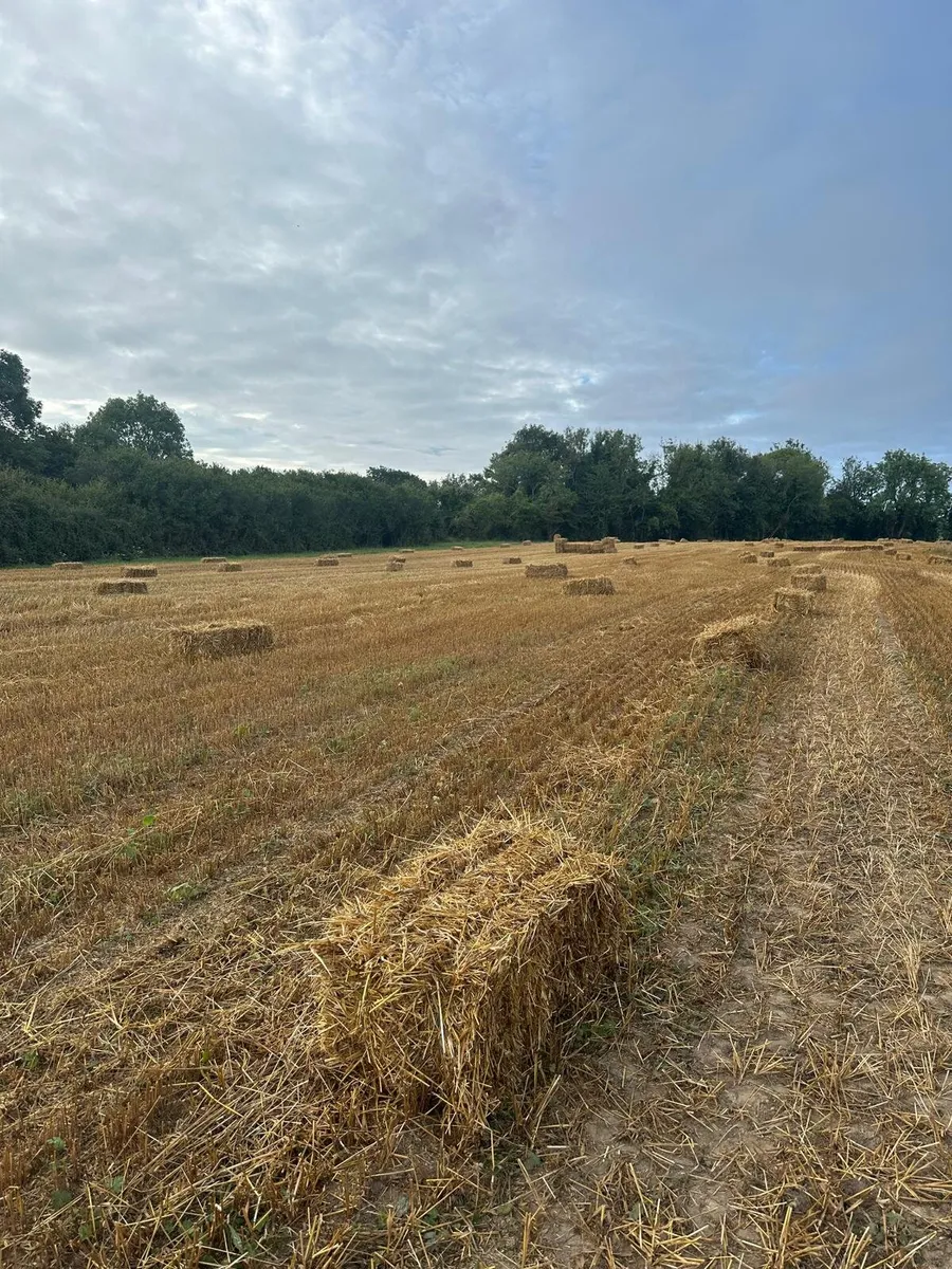 Organic Straw Small Squares - Image 4